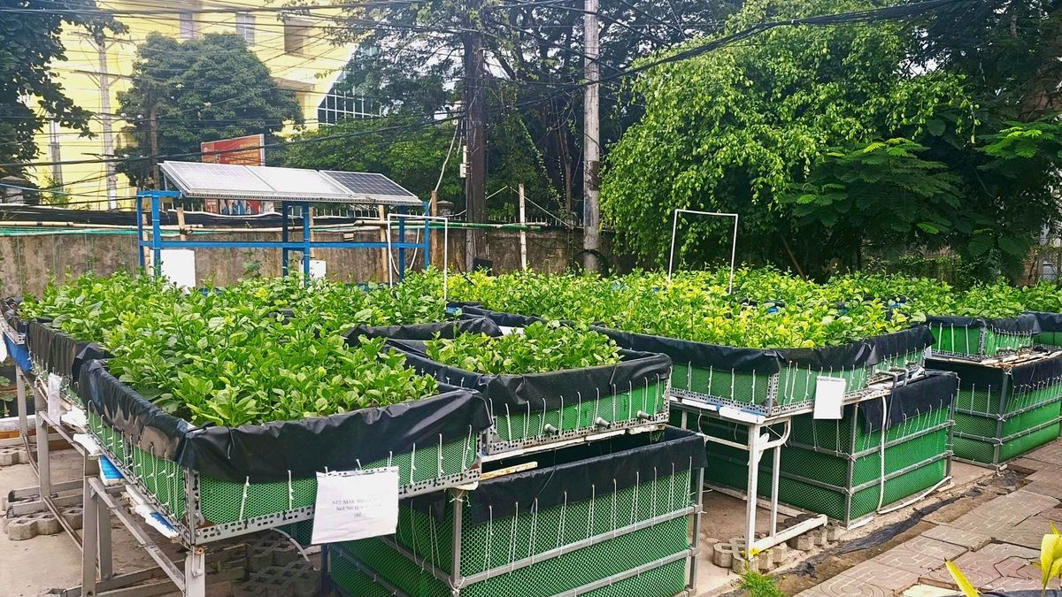 Nuôi cá - trồng rau tuần hoàn: Mô hình tiết kiệm nước cho đô thị