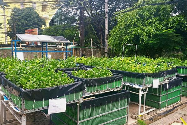 Nuôi cá - trồng rau tuần hoàn: Mô hình tiết kiệm nước cho đô thị
