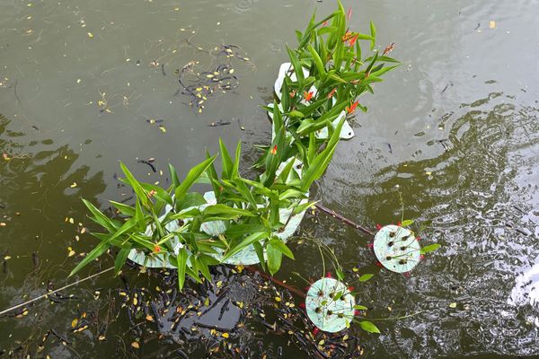 Đất ngập nước nổi: Từ rác nhựa đến mảng xanh trên mặt nước