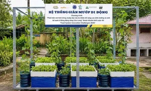 Hệ thống trồng mướp bán thủy canh